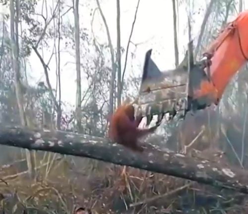 Chimp confronts mechanical digger in deforestation Armageddon