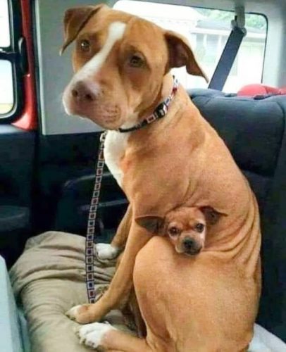 Dog couple rescued together