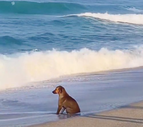 Dog sits on beach and enjoys the waves rolling in over the lower part of his body