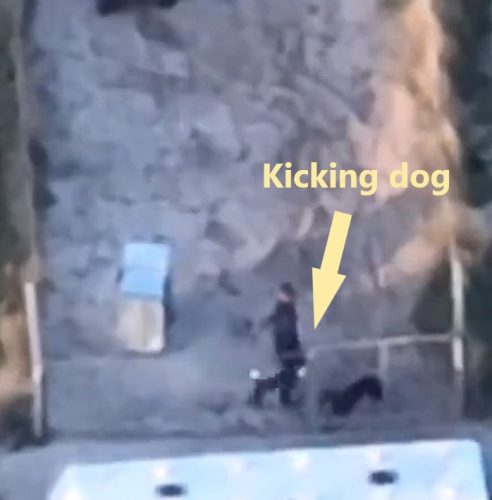 Greyhound trainer kicks greyhound