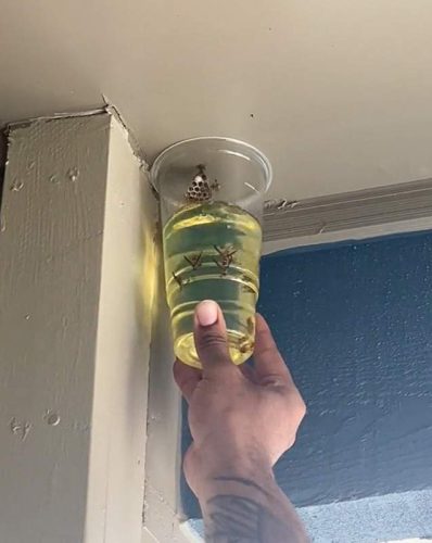 Killing wasps with gasoline
