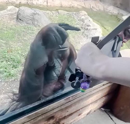Orangutan directs zoo visitor to the sweets