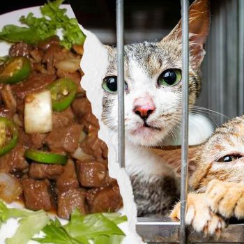 Vietnam cat and dog meat
