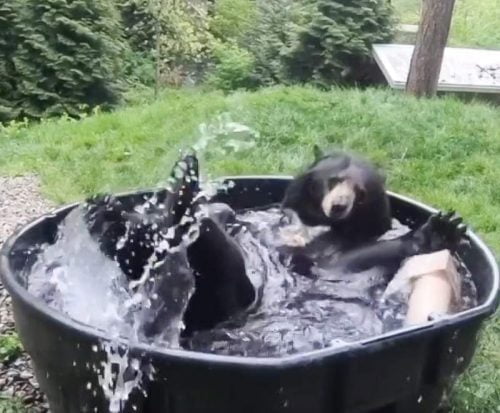 Bear loves a mini-swimming pool