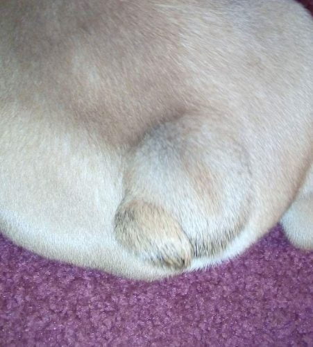 A picture of a dog tail pocket or hole which is a small hole created by the folds of skin under or around a dog's tail and which needs to be cleaned regularly to avoid infection.