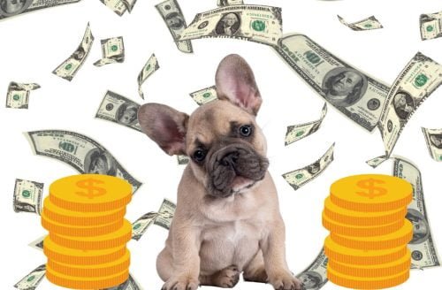 French bulldog is expensive to care for