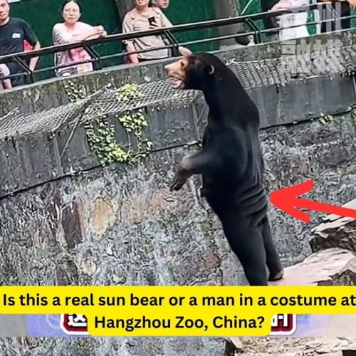 Is this a real sun bear or a man in a costume at Hangzhou Zoo?