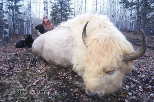 Mad woman sport hunts a 1 in a 10 million super rare white buffalo for fun