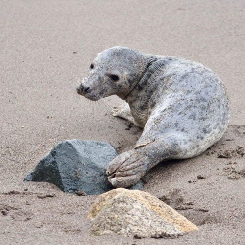 Seal pup on a beach where they should be left alone