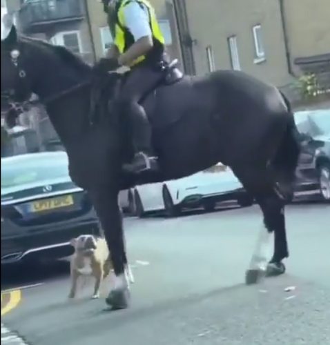 Bully breed dog attacks a police horse on the streets of London