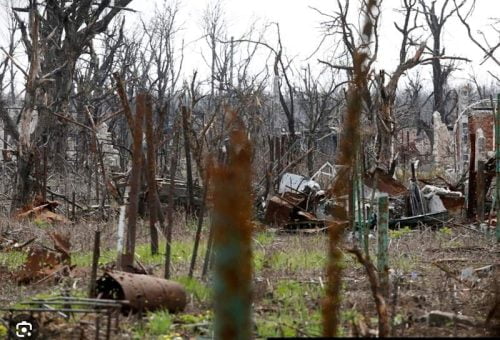 Destroyed trees Ukraine