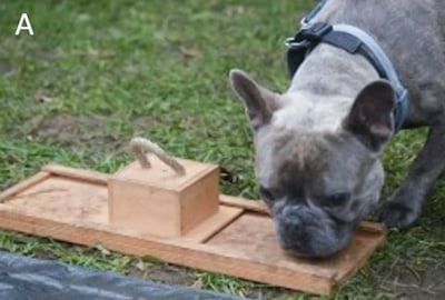 French Bulldog struggles with a test to find food and they look up at their owner for help which endears them to their owner which in turn makes them more attractive than a dog with a standard muzzle.
