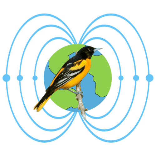 Baltimore oriole's navigation during migration is upset by bad space weather