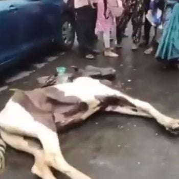 Horse died pulling a tourist carriage in Kolkata India