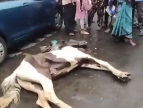 Horse died pulling a tourist carriage in Kolkata India