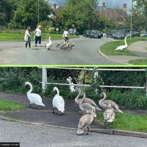 Volunteer ladies and gentlemen organise a crossing guard for cygnets in Bishop's Waltham and Hampshire, UK.