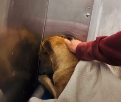 Terrified dog at animal shelter