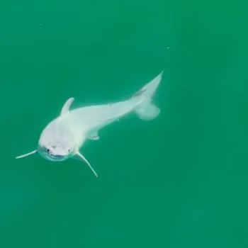 Great white shark newborn pup