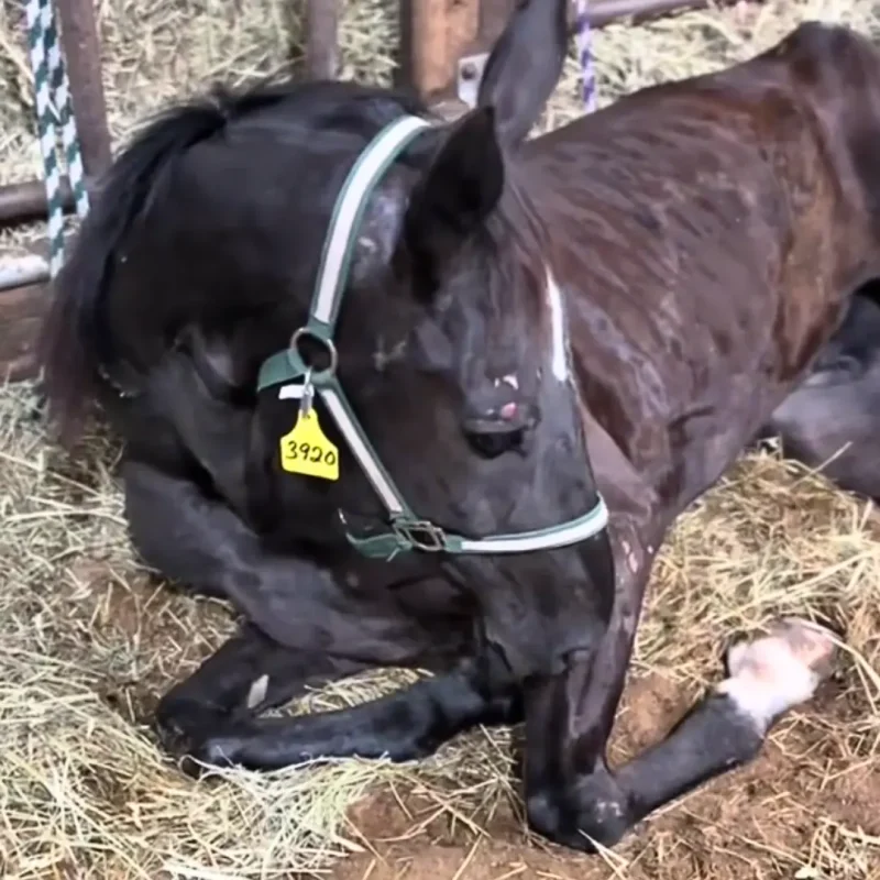 Badly injured horse sold for $50 to the slaughter house was rescued and given all the love he deserved and vet treatment before a humane end